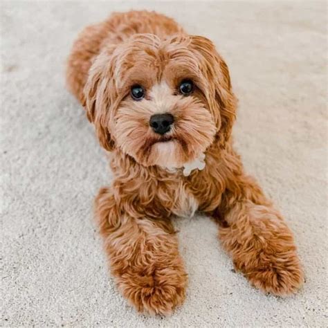 F1 cavapoo - May 17, 2021 · Cavalier King Charles Spaniels have varying sizes ranging from 12-13 inches in height and can weigh between 13 and 18 pounds. The Toy Poodle is about 10 inches in height and weighs between 6 – 9 pounds. Typically, the full-grown adult Toy Cavapoo weighs about 7 – 13 pounds and its size is around 12 inches tall. 